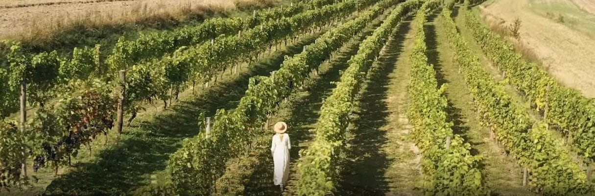 Enoturystyka na Roztoczu