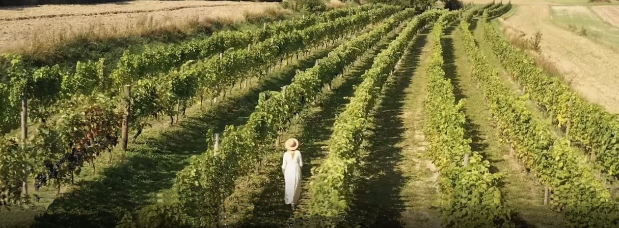 Enoturystyka na Roztoczu